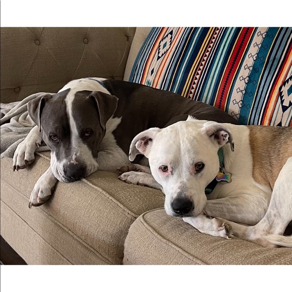 Meet your Posher, Josie - Picture 5 of 12